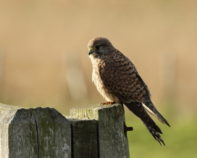 Hierbij de eerste foto die ik plaats. Deze torenvalk bleef mooi poseren. Hopelijk een goede start met deze leuke hobby!
