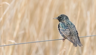 Gisteren weer eens in Ezumakeeg geweest. Veel was er niet te beleven helaas. Wel vogels maar te ver weg. Deze spreeuw wilde gelukkig nog wel even kort meewerken zodat ik mijn aangeschafte 7D Mark II kon testen.