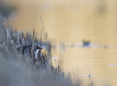 een verbeterde versie van de waterspreew waar nog al wat reacties op waren