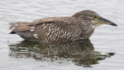 reiger is meestal te vinden, zoals de meeste reigers langs het water. Zeer zelden ligt hij langdurig plat om zijn prooi te vangen