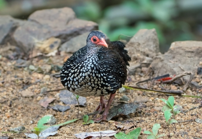 <i class='fa fa-user'></i>&nbsp;martin lok&nbsp;|   Ceylondwergfazant&nbsp; <i class='fa fa-eye'>&nbsp;246</i> &nbsp;<i class='fa fa-thumbs-up'>&nbsp;1</i> &nbsp; <i class='fa fa-comment-o'>&nbsp;5</i>