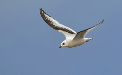 <i class='fa fa-user'></i>&nbsp;Nol Baarschers&nbsp;|   Ross' Meeuw&nbsp; <i class='fa fa-eye'>&nbsp;624</i> &nbsp; <i class='fa fa-comment-o'>&nbsp;7</i>