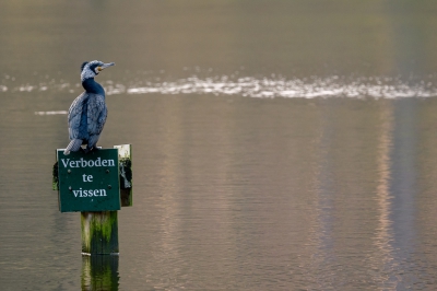 Ik hou altijd wel van zulke plaatjes (zolang ze niet in scene zijn gezet). Eigenlijk had de Aalscholver natuurlijk een vis in z'n bek moeten hebben, maar helaas slikken Aalscholvers altijd een vis door voordat ze op een paaltje gaan zitten.