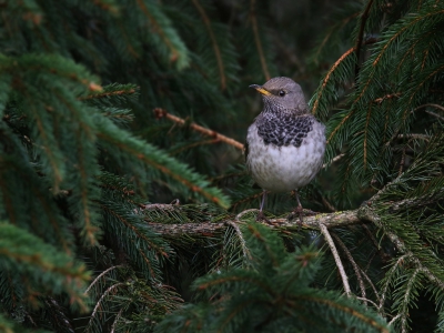 <i class='fa fa-user'></i>&nbsp;thijsglastra&nbsp;|   Zwartkeellijster&nbsp; <i class='fa fa-eye'>&nbsp;702</i> &nbsp;<i class='fa fa-thumbs-up'>&nbsp;1</i> &nbsp; <i class='fa fa-comment-o'>&nbsp;11</i>