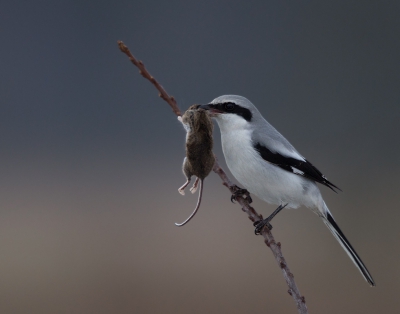 <i class='fa fa-user'></i>&nbsp;keesvanderklauw&nbsp;|   Klapekster&nbsp; <i class='fa fa-eye'>&nbsp;1004</i> &nbsp;<i class='fa fa-thumbs-up'>&nbsp;22</i> &nbsp; <i class='fa fa-comment-o'>&nbsp;27</i>