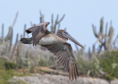 <i class='fa fa-user'></i>&nbsp;Marie-Jos� Boon&nbsp;|   Bruine Pelikaan&nbsp; <i class='fa fa-eye'>&nbsp;321</i> &nbsp;<i class='fa fa-thumbs-up'>&nbsp;1</i> &nbsp; <i class='fa fa-comment-o'>&nbsp;8</i>