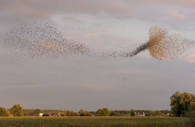 <i class='fa fa-user'></i>&nbsp;LeerdammerKees&nbsp;|   Spreeuw&nbsp; <i class='fa fa-eye'>&nbsp;555</i> &nbsp;<i class='fa fa-thumbs-up'>&nbsp;10</i> &nbsp; <i class='fa fa-comment-o'>&nbsp;15</i>