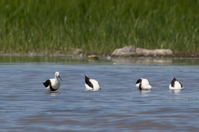<i class='fa fa-user'></i>&nbsp;Paul van Giersbergen&nbsp;|   Bandsteltkluut&nbsp; <i class='fa fa-eye'>&nbsp;218</i> &nbsp; <i class='fa fa-comment-o'>&nbsp;0</i>