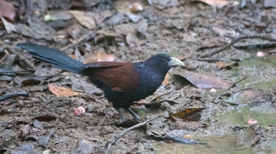 <i class='fa fa-user'></i>&nbsp;martin lok&nbsp;|   Ceylonspoorkoekoek&nbsp; <i class='fa fa-eye'>&nbsp;223</i> &nbsp; <i class='fa fa-comment-o'>&nbsp;9</i>