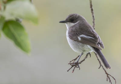 <i class='fa fa-user'></i>&nbsp;Eric van Roon&nbsp;|   Klauwiervliegenvanger&nbsp; <i class='fa fa-eye'>&nbsp;385</i> &nbsp;<i class='fa fa-thumbs-up'>&nbsp;1</i> &nbsp; <i class='fa fa-comment-o'>&nbsp;9</i>