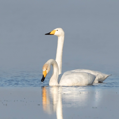 <i class='fa fa-user'></i>&nbsp;ep&nbsp;|   Wilde Zwaan&nbsp; <i class='fa fa-eye'>&nbsp;652</i> &nbsp;<i class='fa fa-thumbs-up'>&nbsp;6</i> &nbsp; <i class='fa fa-comment-o'>&nbsp;13</i>