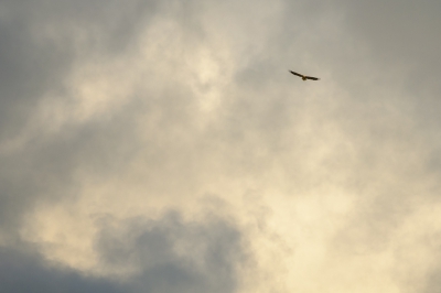 Gisteren waren er maar liefst 4 zeearenden gelijktijdig in de Arkemheenpolder. Helaas zitten of vliegen ze bijna altijd ver weg. Hier zag ik dat de lucht goed meewerkte, wat alsnog een mooie foto oplevert naar mijn mening.