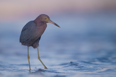 <i class='fa fa-user'></i>&nbsp;Hans Overduin&nbsp;|   Kleine Blauwe Reiger&nbsp; <i class='fa fa-eye'>&nbsp;432</i> &nbsp;<i class='fa fa-thumbs-up'>&nbsp;19</i> &nbsp; <i class='fa fa-comment-o'>&nbsp;15</i>