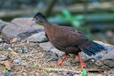 <i class='fa fa-user'></i>&nbsp;martin lok&nbsp;|   Ceylondwergfazant&nbsp; <i class='fa fa-eye'>&nbsp;228</i> &nbsp;<i class='fa fa-thumbs-up'>&nbsp;1</i> &nbsp; <i class='fa fa-comment-o'>&nbsp;4</i>