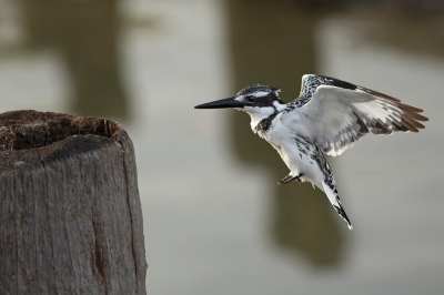 <i class='fa fa-user'></i>&nbsp;anevanrees&nbsp;|   Bonte IJsvogel&nbsp; <i class='fa fa-eye'>&nbsp;430</i> &nbsp;<i class='fa fa-thumbs-up'>&nbsp;1</i> &nbsp; <i class='fa fa-comment-o'>&nbsp;5</i>