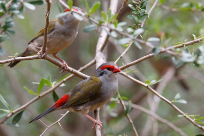 <i class='fa fa-user'></i>&nbsp;Kees de Jager&nbsp;|   Doornastrild&nbsp; <i class='fa fa-eye'>&nbsp;271</i> &nbsp; <i class='fa fa-comment-o'>&nbsp;1</i>