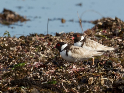 <i class='fa fa-user'></i>&nbsp;Paul van Giersbergen&nbsp;|   Zwartkopplevier&nbsp; <i class='fa fa-eye'>&nbsp;294</i> &nbsp; <i class='fa fa-comment-o'>&nbsp;1</i>