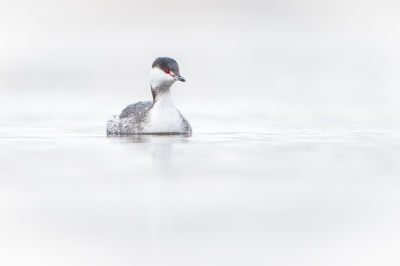 <i class='fa fa-user'></i>&nbsp;Hans Overduin&nbsp;|   Kuifduiker&nbsp; <i class='fa fa-eye'>&nbsp;777</i> &nbsp;<i class='fa fa-thumbs-up'>&nbsp;7</i> &nbsp; <i class='fa fa-comment-o'>&nbsp;14</i>