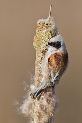 <i class='fa fa-user'></i>&nbsp;vogeljan&nbsp;|   Buidelmees&nbsp; <i class='fa fa-eye'>&nbsp;744</i> &nbsp;<i class='fa fa-thumbs-up'>&nbsp;8</i> &nbsp; <i class='fa fa-comment-o'>&nbsp;7</i>