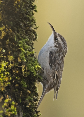 Je loopt door het Kollumerbos(je) en plots zie je in je ooghoek een klein vogeltje tegen een boom landen maar waar is dat kleine beestje gebleven. Dan maar eens een poosje blijven staan en goed opletten, ja dus toch...een boomkruiper.