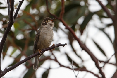 <i class='fa fa-user'></i>&nbsp;Kees de Jager&nbsp;|   Bruine Diadeemhoningeter&nbsp; <i class='fa fa-eye'>&nbsp;217</i> &nbsp; <i class='fa fa-comment-o'>&nbsp;1</i>