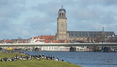 Voor het hoge water nog wat bij de IJssel wezen kijken.
Vlakbij Deventer waren nog wat stukken land waarop de brandganzen konden eten.