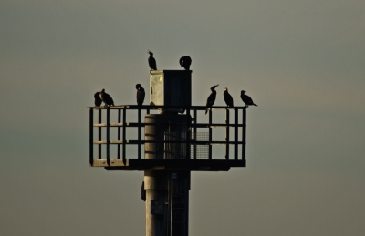 Op 7 januari ben ik met de camera op pad gegaan voor de MO van januari. Daar kwam n foto uit waar ik wel tevreden over was. Maar....dom, dom, dom, helemaal vergeten dat ik die gemaakt had. Verder was deze MO 'mijn ding niet', dus nooit meer aan gedacht dat ik die foto al had. Nu maar kijken of hij goed genoeg voor de algemene Birdpix pagina.