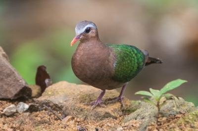 <i class='fa fa-user'></i>&nbsp;martin lok&nbsp;|   Smaragdduif&nbsp; <i class='fa fa-eye'>&nbsp;333</i> &nbsp;<i class='fa fa-thumbs-up'>&nbsp;4</i> &nbsp; <i class='fa fa-comment-o'>&nbsp;15</i>