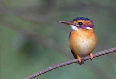 <i class='fa fa-user'></i>&nbsp;charlysax&nbsp;|   Afrikaanse Dwergijsvogel&nbsp; <i class='fa fa-eye'>&nbsp;493</i> &nbsp;<i class='fa fa-thumbs-up'>&nbsp;9</i> &nbsp; <i class='fa fa-comment-o'>&nbsp;19</i>