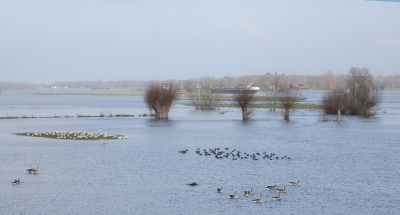 <i class='fa fa-user'></i>&nbsp;guido mwm&nbsp;|   Grauwe Gans&nbsp; <i class='fa fa-eye'>&nbsp;1386</i> &nbsp;<i class='fa fa-thumbs-up'>&nbsp;9</i> &nbsp; <i class='fa fa-comment-o'>&nbsp;39</i>