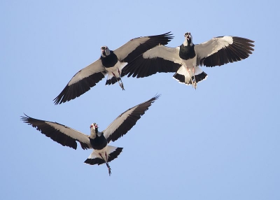 <i class='fa fa-user'></i>&nbsp;lukhostens&nbsp;|   Chileense Kievit&nbsp; <i class='fa fa-eye'>&nbsp;343</i> &nbsp;<i class='fa fa-thumbs-up'>&nbsp;1</i> &nbsp; <i class='fa fa-comment-o'>&nbsp;4</i>