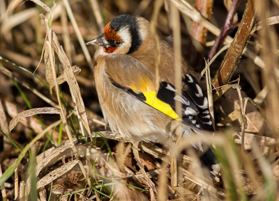 Of deze Putter de lente gaat halen betwijfel ik, ze zat er zo zielig bij en was alles behalve schuw.