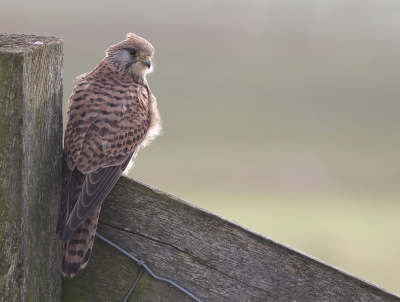 <i class='fa fa-user'></i>&nbsp;rietgors&nbsp;|   Torenvalk&nbsp; <i class='fa fa-eye'>&nbsp;402</i> &nbsp;<i class='fa fa-thumbs-up'>&nbsp;4</i> &nbsp; <i class='fa fa-comment-o'>&nbsp;12</i>