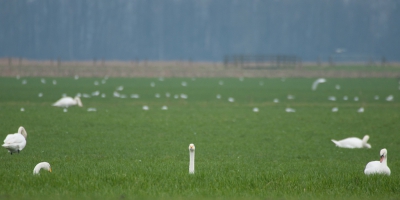 <i class='fa fa-user'></i>&nbsp;P.Teune&nbsp;|   Wilde Zwaan&nbsp; <i class='fa fa-eye'>&nbsp;378</i> &nbsp;<i class='fa fa-thumbs-up'>&nbsp;4</i> &nbsp; <i class='fa fa-comment-o'>&nbsp;9</i>