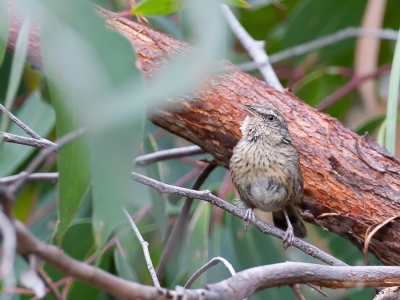<i class='fa fa-user'></i>&nbsp;Paul van Giersbergen&nbsp;|   Vuurstuitheidesluiper&nbsp; <i class='fa fa-eye'>&nbsp;242</i> &nbsp; <i class='fa fa-comment-o'>&nbsp;0</i>