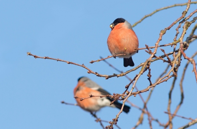 Een strakblauwe lucht met zon. Het leken net lichtjes in de bomen. Er zaten 2 mannetjes en 1 vrouwtje te snoepen van de knoppen van de prunus. Het is in een vrij drukke straat. Dus geregeld kwam er iemand even bijkletsen. De vogeltjes bleven lekker dooreten. Zelf een kinderwagen met schreeuwende baby die onder de boom doorging deed ze niet vluchten. Ik kon ze goed observeren. Helaas zitten ze vaak meer tussen de takken dan aan de uiteinden. Hier had ik dus geluk.