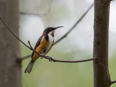 <i class='fa fa-user'></i>&nbsp;Paul van Giersbergen&nbsp;|   Zwarthalshoningvogel&nbsp; <i class='fa fa-eye'>&nbsp;238</i> &nbsp; <i class='fa fa-comment-o'>&nbsp;5</i>