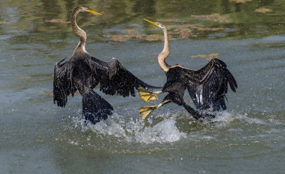 <i class='fa fa-user'></i>&nbsp;Eef Kieft&nbsp;|   Indische Slangenhalsvogel&nbsp; <i class='fa fa-eye'>&nbsp;377</i> &nbsp;<i class='fa fa-thumbs-up'>&nbsp;2</i> &nbsp; <i class='fa fa-comment-o'>&nbsp;5</i>