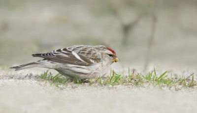 <i class='fa fa-user'></i>&nbsp;Gejo Wassink&nbsp;|   Witstuitbarmsijs&nbsp; <i class='fa fa-eye'>&nbsp;764</i> &nbsp;<i class='fa fa-thumbs-up'>&nbsp;8</i> &nbsp; <i class='fa fa-comment-o'>&nbsp;17</i>