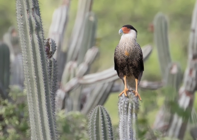 <i class='fa fa-user'></i>&nbsp;Marie-Jos� Boon&nbsp;|   Noordelijke Kuifcaracara&nbsp; <i class='fa fa-eye'>&nbsp;379</i> &nbsp;<i class='fa fa-thumbs-up'>&nbsp;16</i> &nbsp; <i class='fa fa-comment-o'>&nbsp;19</i>