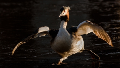 <i class='fa fa-user'></i>&nbsp;Henri Aantjes&nbsp;|   Fuut&nbsp; <i class='fa fa-eye'>&nbsp;271</i> &nbsp;<i class='fa fa-thumbs-up'>&nbsp;1</i> &nbsp; <i class='fa fa-comment-o'>&nbsp;6</i>