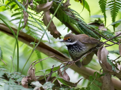 <i class='fa fa-user'></i>&nbsp;Paul van Giersbergen&nbsp;|   Vuurstuitwaaierstaart&nbsp; <i class='fa fa-eye'>&nbsp;271</i> &nbsp;<i class='fa fa-thumbs-up'>&nbsp;1</i> &nbsp; <i class='fa fa-comment-o'>&nbsp;2</i>