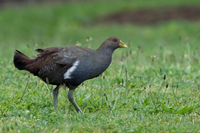 <i class='fa fa-user'></i>&nbsp;Paul van Giersbergen&nbsp;|   Tasmaans Waterhoen&nbsp; <i class='fa fa-eye'>&nbsp;259</i> &nbsp; <i class='fa fa-comment-o'>&nbsp;5</i>