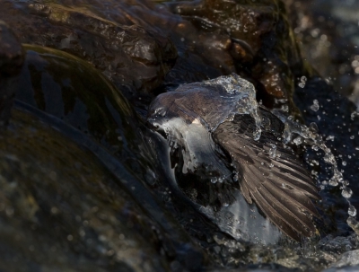 <i class='fa fa-user'></i>&nbsp;keesvanderklauw&nbsp;|   Waterspreeuw&nbsp; <i class='fa fa-eye'>&nbsp;518</i> &nbsp;<i class='fa fa-thumbs-up'>&nbsp;5</i> &nbsp; <i class='fa fa-comment-o'>&nbsp;11</i>