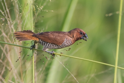 <i class='fa fa-user'></i>&nbsp;martin lok&nbsp;|   Muskaatvink&nbsp; <i class='fa fa-eye'>&nbsp;351</i> &nbsp;<i class='fa fa-thumbs-up'>&nbsp;3</i> &nbsp; <i class='fa fa-comment-o'>&nbsp;7</i>