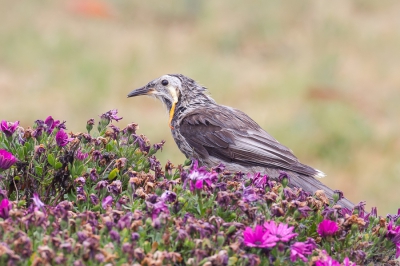 <i class='fa fa-user'></i>&nbsp;Paul van Giersbergen&nbsp;|   Geellelhoningeter&nbsp; <i class='fa fa-eye'>&nbsp;272</i> &nbsp; <i class='fa fa-comment-o'>&nbsp;1</i>