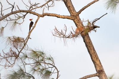 <i class='fa fa-user'></i>&nbsp;Hans Overduin&nbsp;|   Noord-Amerikaanse Helmspecht&nbsp; <i class='fa fa-eye'>&nbsp;336</i> &nbsp; <i class='fa fa-comment-o'>&nbsp;5</i>