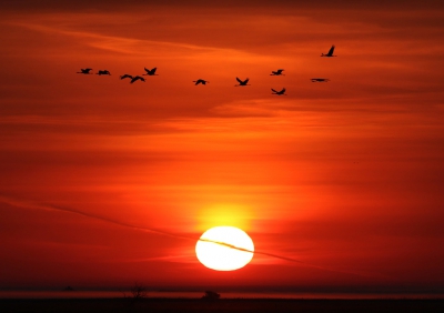 <i class='fa fa-user'></i>&nbsp;thijsglastra&nbsp;|   Kraanvogel&nbsp; <i class='fa fa-eye'>&nbsp;403</i> &nbsp;<i class='fa fa-thumbs-up'>&nbsp;9</i> &nbsp; <i class='fa fa-comment-o'>&nbsp;19</i>