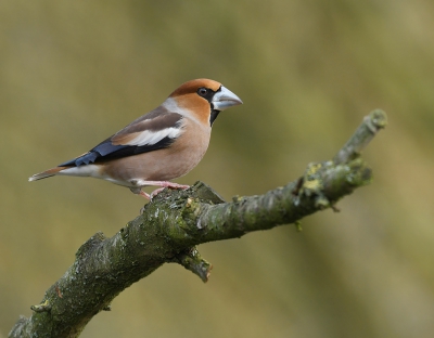 De  appelvinken zorgen voor vertier in de tuin.
Als ze eenmaal hun schuwheid wat hebben afgelegd trekken ze op met een hele groep kepen en groenlingen. Dan wordt het wel een uitdaging om hem te isoleren van de  meute.

Foto van Willy