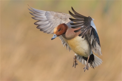 <i class='fa fa-user'></i>&nbsp;Harry Jamont&nbsp;|   Smient&nbsp; <i class='fa fa-eye'>&nbsp;564</i> &nbsp;<i class='fa fa-thumbs-up'>&nbsp;11</i> &nbsp; <i class='fa fa-comment-o'>&nbsp;28</i>